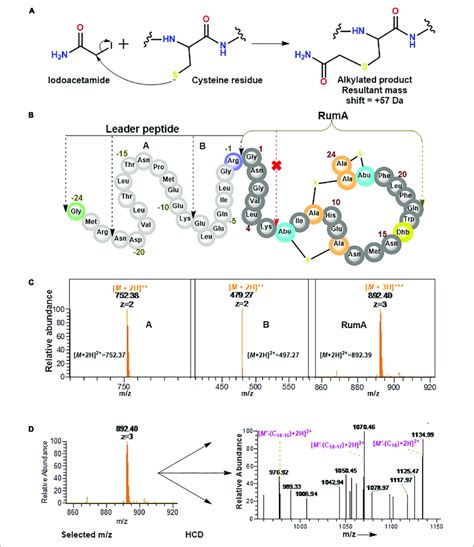 Iodoacetamide Derivatization And Trypsin Cleavage Of Preruma A Download Scientific