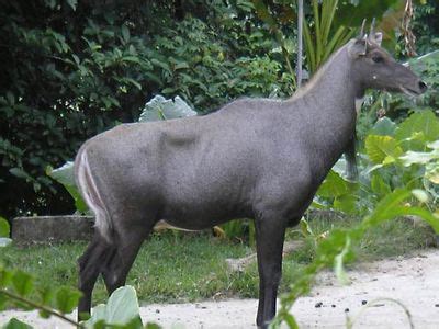 Nilgai | Habitat, Diet & Conservation | Britannica