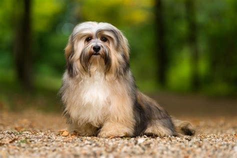 How Much Does a Havanese Cost? 2025 Price Guide | Hepper