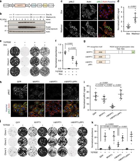 Mypt Drives Actomyosin Relaxation And Cell Adhesion A Schematic