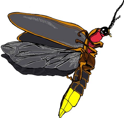 Firefly Png Transparent Images Png All