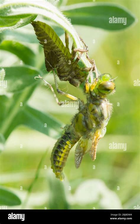 Adult Dragonfly Emerging From A Larva Metamorphosis Broad Bodied