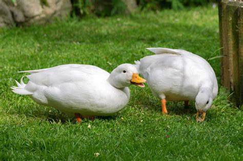 Call Duck: Breed Profile, Traits, Pictures & More