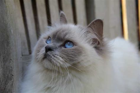 Blue Point Ragdoll - How To Check If My Ragdoll Is Purebred?