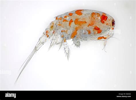 Copepods Copepoda Single Copepod Stock Photo Alamy