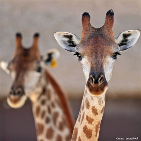 Abc Newsさんのインスタグラム写真 Abc Newsinstagram 「giraffes Named Emara And Dalia Looked Out At The