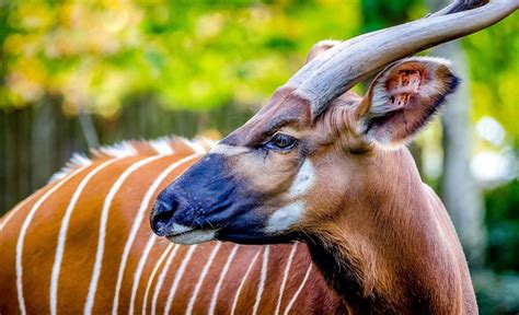 The African Forest Bongo Discover Afrika