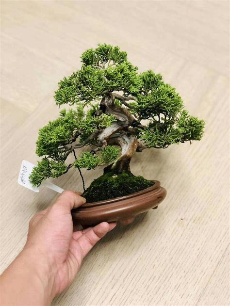 A Bonsai Tree Being Held By A Person S Hand On A Wooden Table