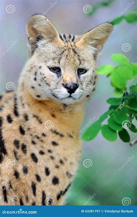 Serval Cat Felis Serval Stock Image Image Of National 63381797