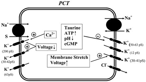 A Model Of Proximal Tubule Cell Illustrating The Location And Download Scientific Diagram