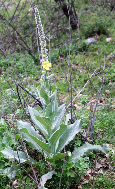 Verbascum Phlomoides Flora Scrophulariaceae