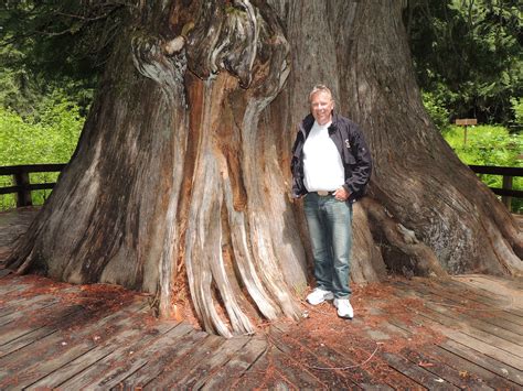 Giant Western Red Cedar Tree About 3000 Years Old 177 Feet High