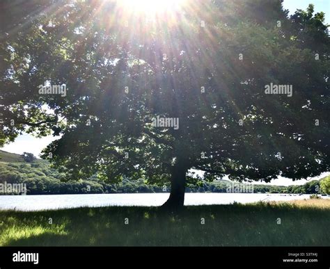 Arbre Vert Et Lac Banque De Photographies Et Dimages à Haute