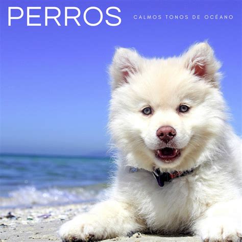 Perros Calmos Tonos De Oc Ano Album By Biblioteca De M Sica Para