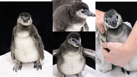 Three Adorable African Penguins Born At The Memphis Zoo