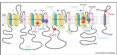 Figure 1 From Mechanisms Of Sodium Channel Inactivation Semantic Scholar