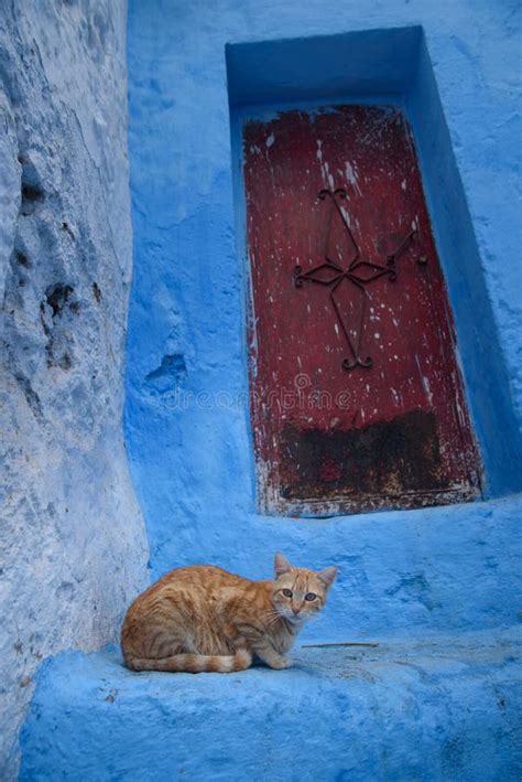 Cat In Chefchaouen The Blue City In The Morocco Stock Image Image