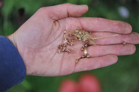 Floral Legacy: Tips for Saving and Storing Your Flower Seeds