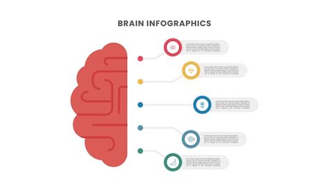 Conceito De C Rebro Humano Infogr Fico De C Rebro Cinco Op Es Ou