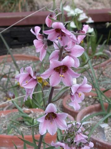 Fritillaria Ariana North American Rock Garden Society Rock Garden