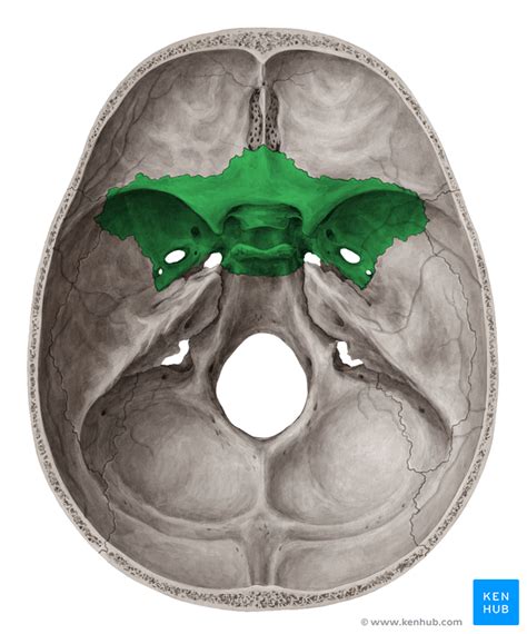 Sphenoid Bone Superior View Diagram Quizlet