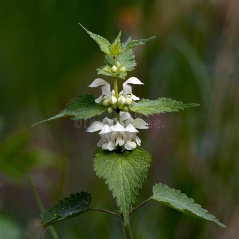 Album Blanc De Lamium D Ortie En Fleur Photo Stock Image Du Lifestyle