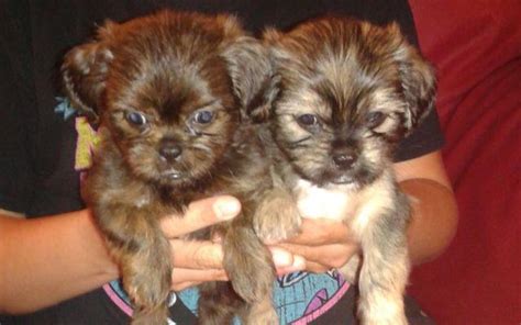 Cute Chocolate Brown Shih Tzu Pups for Sale in New Brunswick, New ...