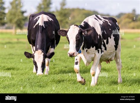 Two Dutch Black And White Cows Are Grazing In A Field During Summer