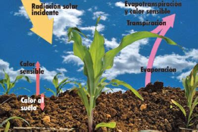 Como La Temperatura Del Suelo Influye En El Desarrollo De Las Plantas