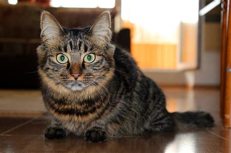 Gato marrón de pelo corto gato mullido mira acostado piso Fondo