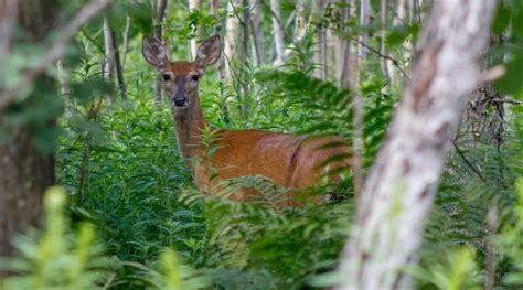 Do Deer Shed Their Antlers Unraveling Natures Fascinating Cycle