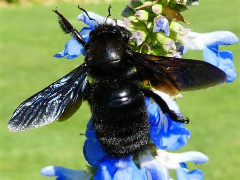 Xylocopa violacea Xylocope violacé abeille charpentière Flickr