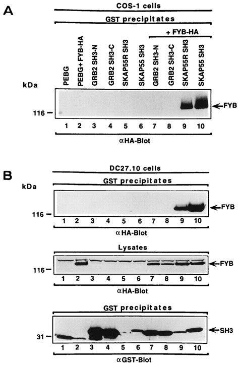 Fyb Fyn Binding Protein Serves As A Binding Partner For Lymphoid