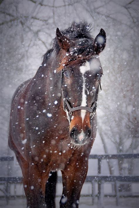 HD wallpaper: close-up photography of brown and white horse, horses ...