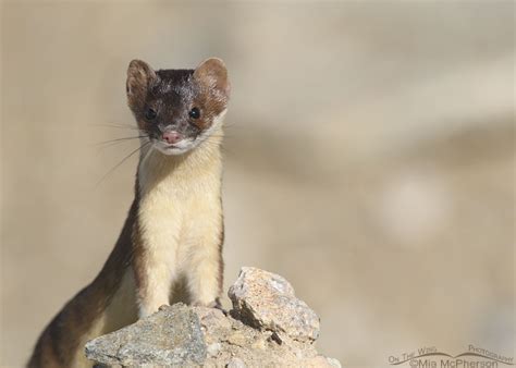 Curious Long Tailed Weasel On A Rock Pile On The Wing Photography