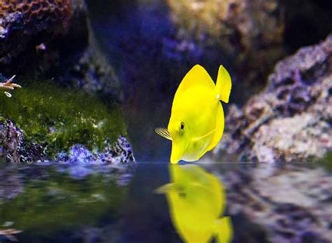 Yellow tang care guide: fish size, facts, photos, tank mates