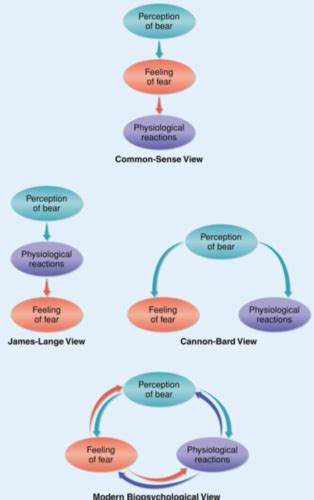 Biopsych Chapter 17 Flashcards Quizlet