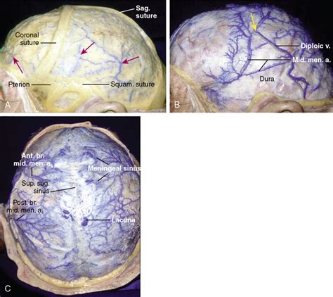 Meningeal Anatomy Clinical Gate