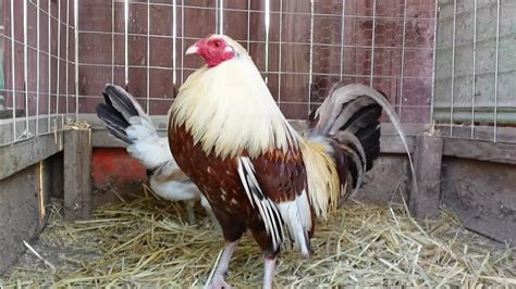 Golden Grey Pair Gamefowl Pens Gallos Roosters YouTube