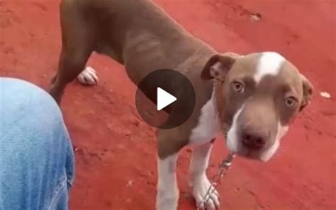 Cachorrinho Fred Est Desaparecido No Bairro Cascavel Velho Cgn O