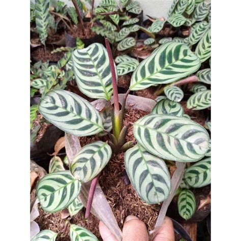 Jual Tanaman Hias Marantah Ekor Merak Maranta Sepat Calathea Shopee