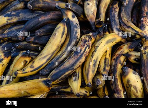 Food Waste Over Ripe Bananas In A Food Waste Bin At Birmingham