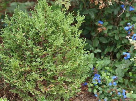 Chamaecyparis Thyoides Atlantic White Cedar