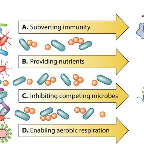 In A Polymicrobic Infection One Microbe Can Promote The Virulence Of A