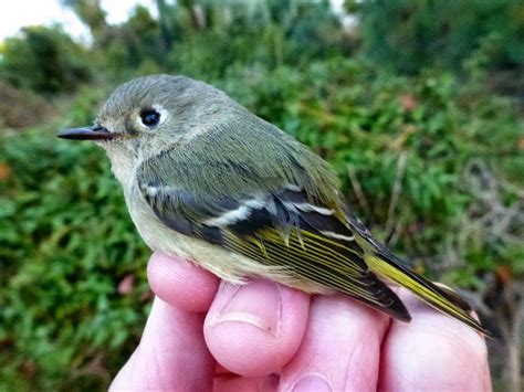 Kiawah Island Banding Station Ageing And Sexing Kinglets