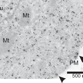 Cellular Localization Of Gstp By Immunogold Electron Microscopy