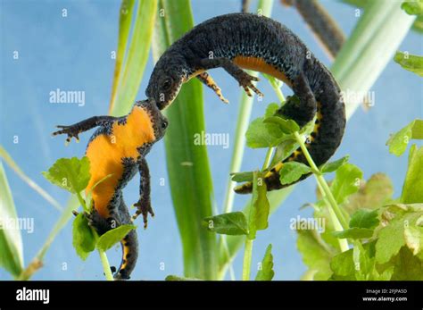 Newts Of The World Hi Res Stock Photography And Images Alamy