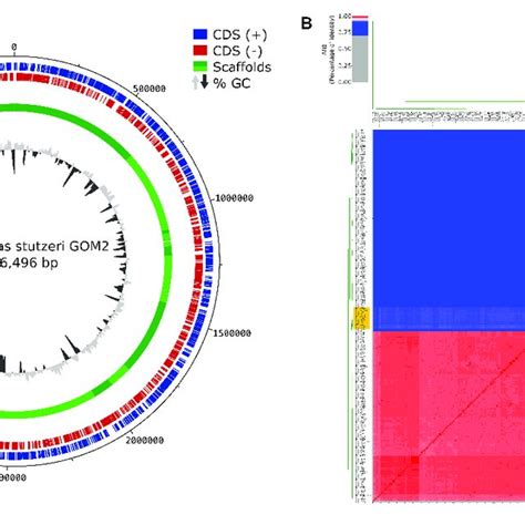 Genome Assembly And Ani Comparison A Circular Diagram Of P Download Scientific Diagram