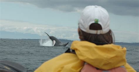 Orca Watcher: Kayaking With the Whales