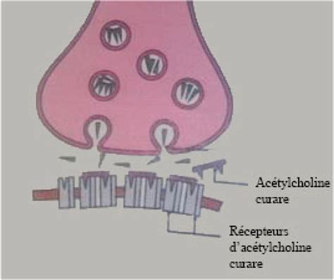 Representation Of Synaptic Transmission On The Manual Download